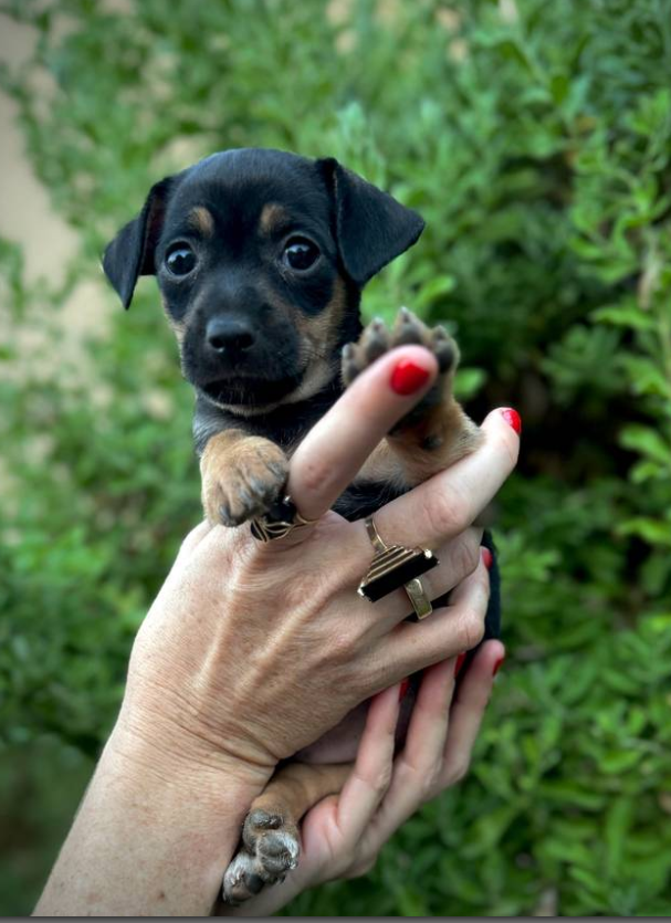 Bundle of JOY Los Angeles Armenian Jobs, Apartments