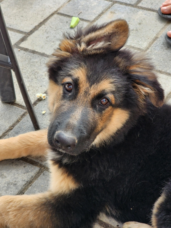 Dog German Shepherd Los Angeles Armenian Jobs